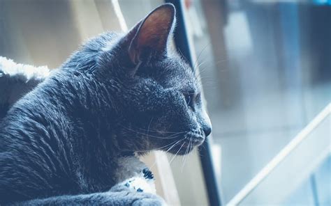 Gray Cat Pet Profile Cute Animals Cats Hd Wallpaper Peakpx