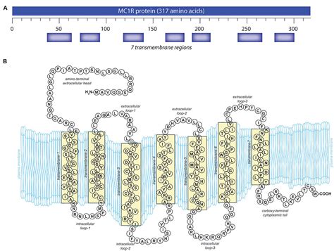 Frontiers Melanocortin 1 Receptor Structure Function And Regulation Genetics