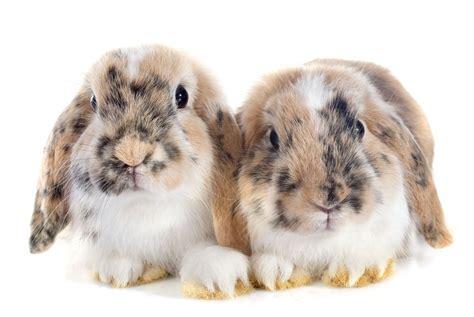 9 Bunny Breeds That Are Too Cute For Words