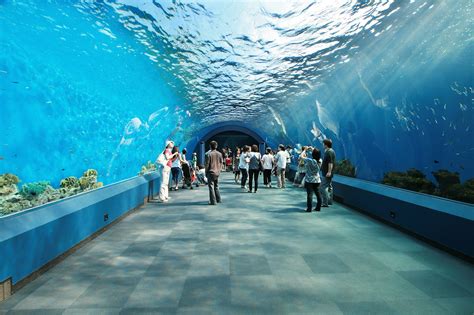 People Inside A Aquarium Tunnel Yokota Fss