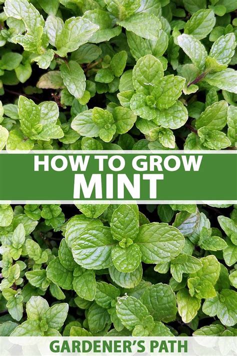 How To Grow And Care For Mint Plants Gardeners Path Growing Mint
