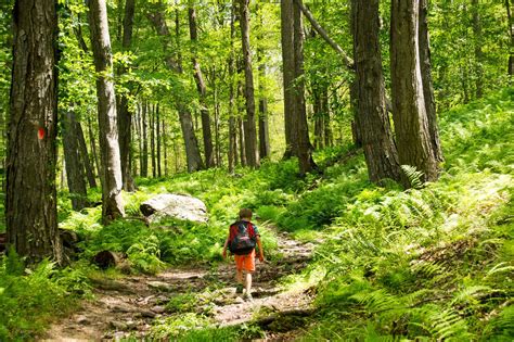 6 Awesome Forest Park Hikes You Can Do Now Forest Park Best Hikes