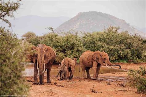 Near-Total Ban Imposed On Sending Wild Elephants From Africa To Zoos
