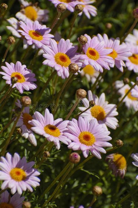 Purple Daisy Flowers In Spring Stock Photo Image Of Macro Spring