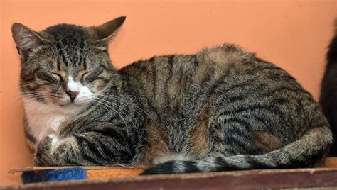 European Shorthair Tabby Cat Stock Image Image Of Ferral Adult 59338385