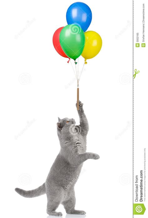 Cat Holding Balloons Stock Image Image Of Purebred