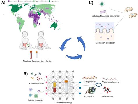 impact of the host microbiome on vaccine responsiveness lessons learned and future perspective