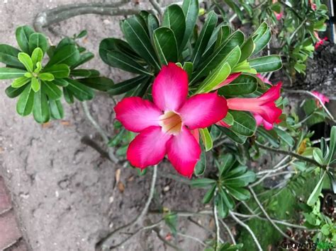 Desert Rose Plant Care How To Grow Adenium Obesum Succulent Growingvale