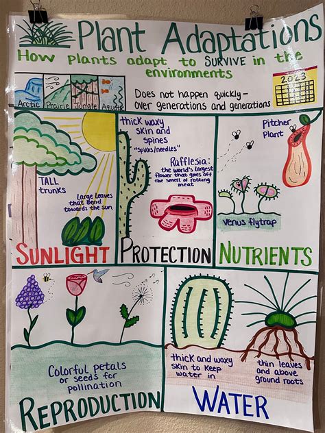 Plant Adaptations Anchor Chart For 5th 8th Grade Etsy