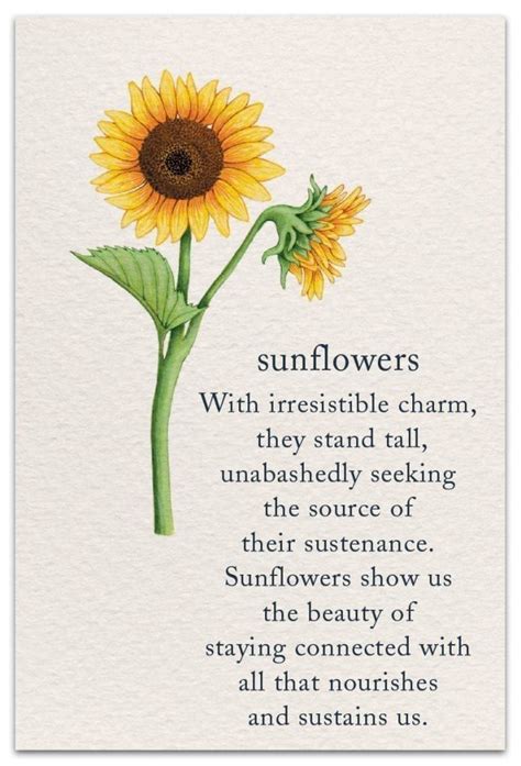 Sunflowers Birthday Card Sunflower Quotes Flower