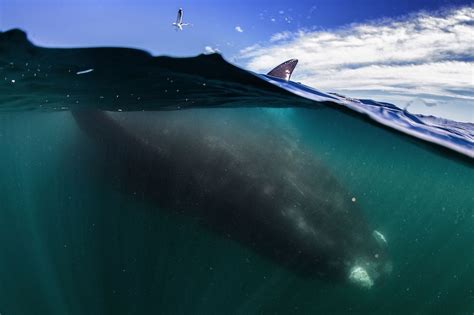 Whale Under Boat Amazing Pictures Of Moment Giant 50 Tonne Mammal