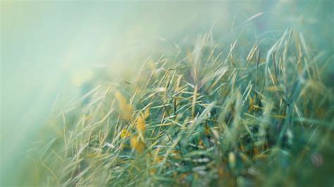 1366x768px Free Download Hd Wallpaper Grass Macro Blur Hd Nature