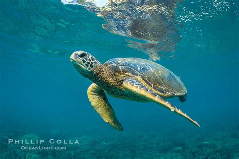 Green Sea Turtle Chelonia Mydas West Maui Hawaii 34508