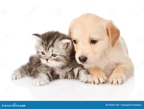 Golden Retriever Puppy Dog And British Tabby Cat Lying Together