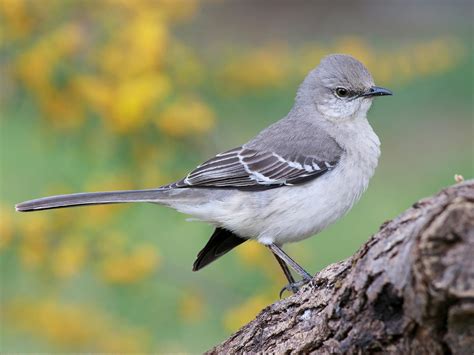What Is The State Bird Of Mississippi And Why Birdfact