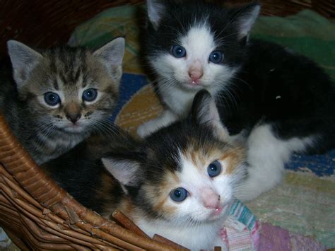Kittens Very Cute Boston Lincolnshire Pets4homes