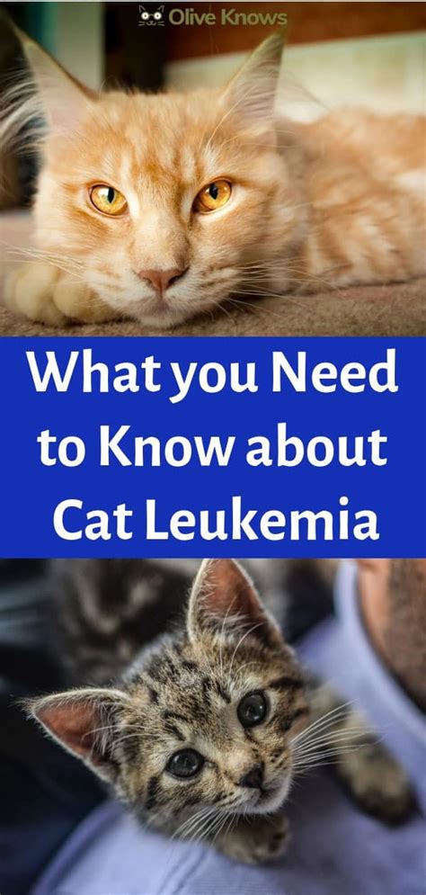 What You Need To Know About Cat Leukemia Oliveknows