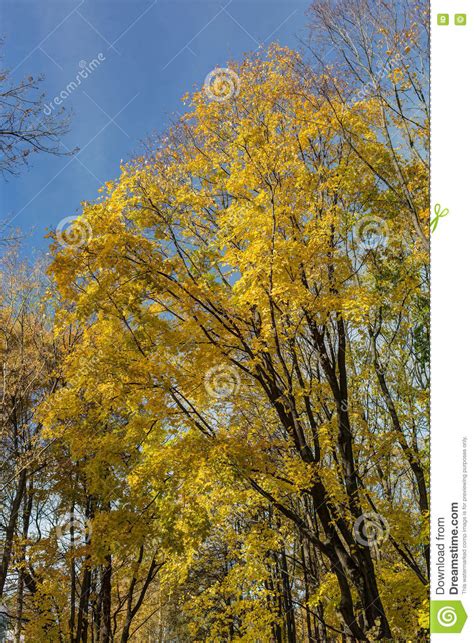 Maples With Lush Golden Foliage Stock Photo Image Of Lush Color