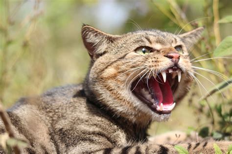 Australia Might Genetically Modify Feral Cats Out Of Existence
