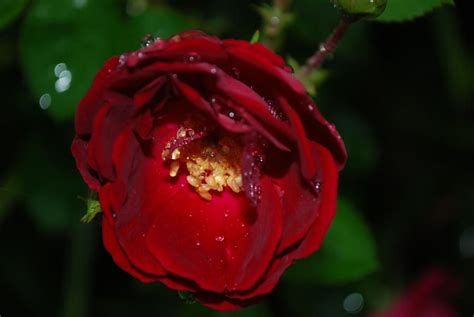 Deep Red Rose Red Rose Flower Red Roses Rose