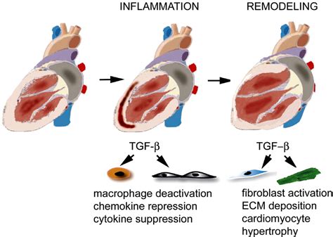 Figure From The Role Of Tgf Signaling In Myocardial Infarction And Cardiac Remodeling