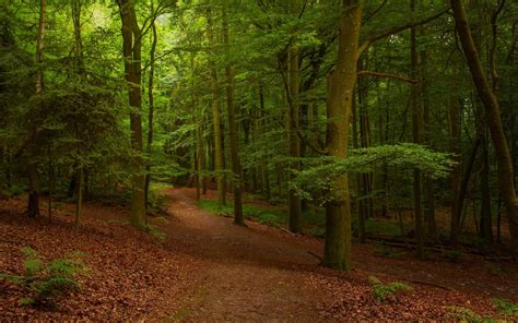 Tranquil Scene Branch Pathway Sun Forest Bamboo Plant Dirt