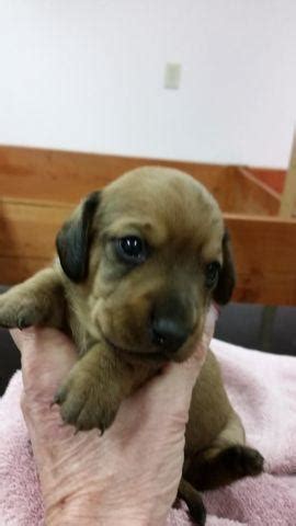 Athena is ready to have her pups. AKC SMALL MINATURE DACHSHUND PUPPIES READY JANUARY 15TH ...