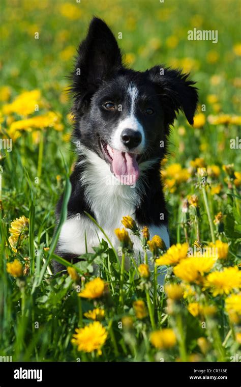 Border Collie Puppy With One Ear Hanging Down Sitting On A Meadow