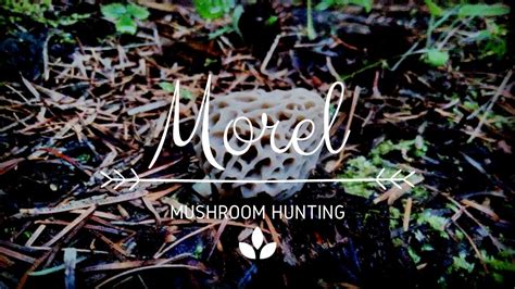 Morel Mushroom Hunting Youtube