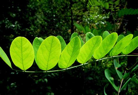 Trees With Pinnate Leaves Hickory Ash Walnuts