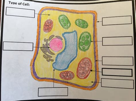 Reg Plant Cell Organelle With Functions Diagram Quizlet