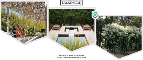 8 Natural Screen Plant Ideas To Determine More Privacy Area Talkdecor