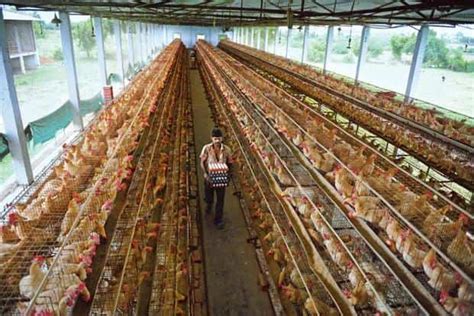 Indian Poultry Farms Are Breeding Drug Resistant Superbugs Study Mint