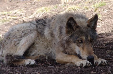 Gray Wolf Female Colorado Wolf And Wildlife Divide Co Drew Avery