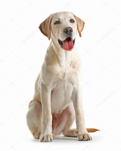 Cute Labrador Dog Sitting Isolated Stock Photo By ©belchonock 108214422