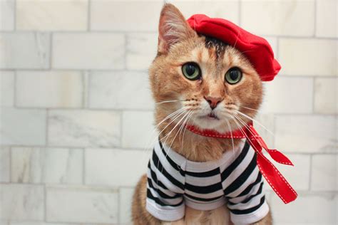Haha i think just about everyone has done this to their. Complete French Cat Outfit Cat Beret Ascot and Striped ...