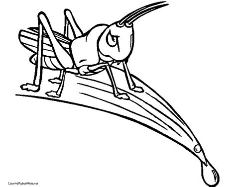 Cricket Coloring Pages At Free Printable Colorings