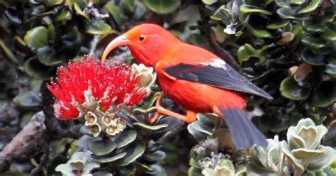 Greenham Birding Birds Of Hawaii