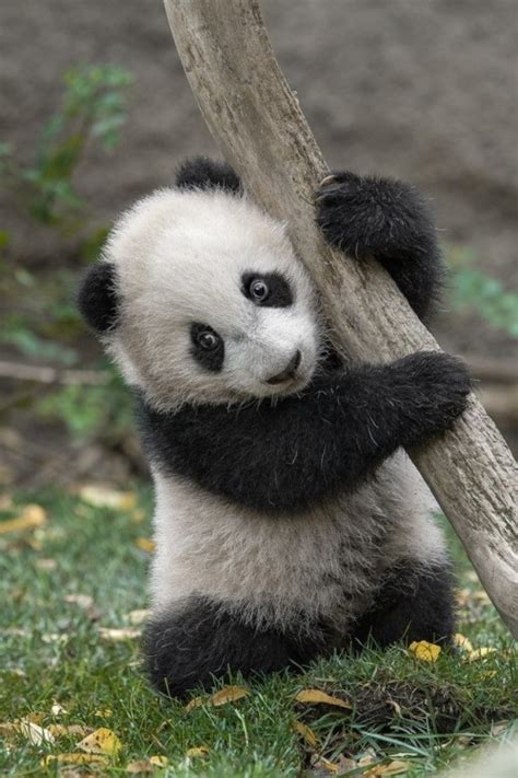 Baby Panda Bear On Tumblr