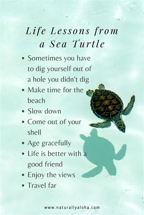 6 Beautiful Life Lessons From A Sea Turtle Turtle Quotes