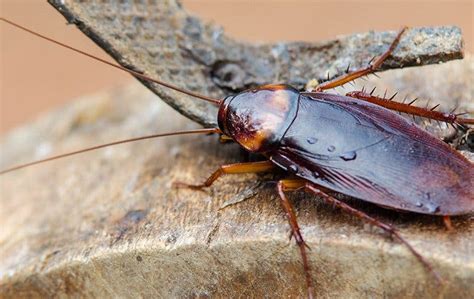 The Key To Getting Rid Of Roaches In Your Queen Creek Home Fast Quell Pest Control