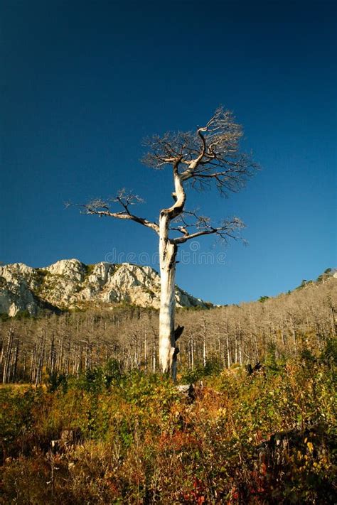 Dead Tree Landscape Stock Image Image Of Environment 24207665