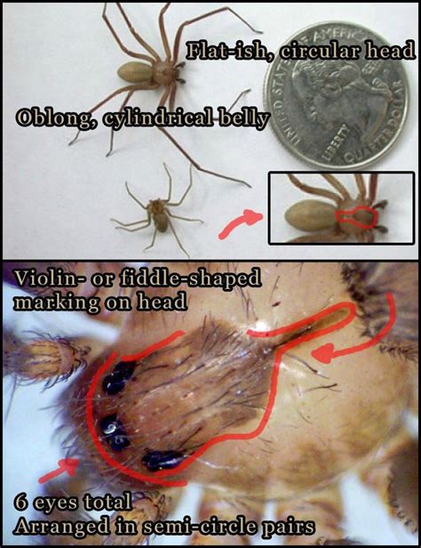 Emsk Identify Brown Recluse Spiders By The Violin Shape On Their Head