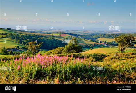 Quantock Hills Somerset England Uk Countryside Views Towards Hinkley