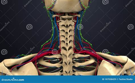 Arteries Veins And Lymph Nodes At Neck Stock Illustration