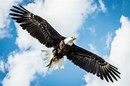 Amerikanischer Weißkopfseeadler Foto & Bild | tiere, vogel, greifvogel ...