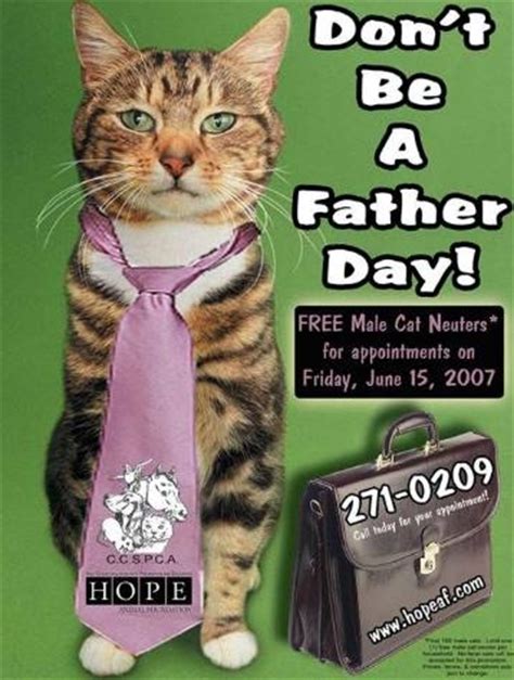 Male cats usually go home the same day and. 1000+ images about Spay & Neuter Marketing Ideas on ...