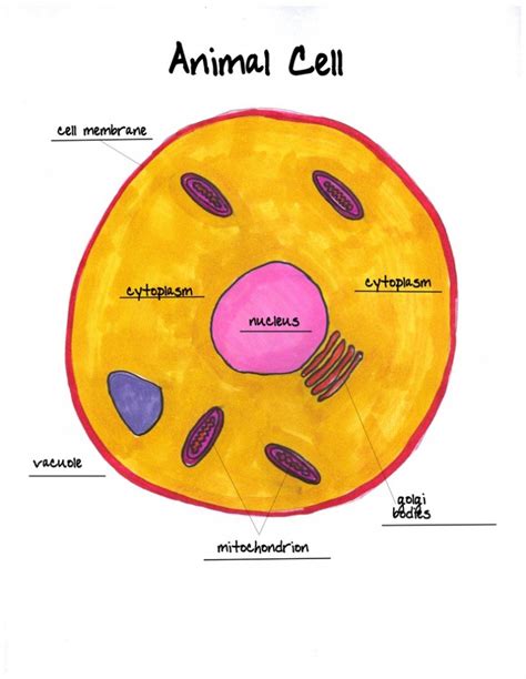 Animal Cell Labeled Worksheet Biological Science Picture Directory