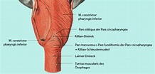 Anatomie des oberen Ösophagussphinkters | SpringerLink
