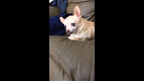 Ferocious Chihuahua Attacks In Slow Motion Youtube
